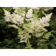Whiteberry