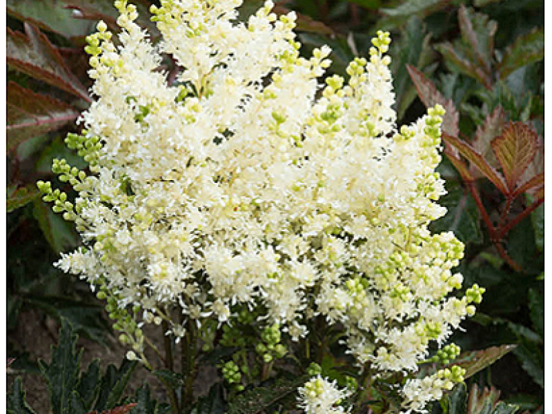 Whiteberry