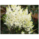 Whiteberry