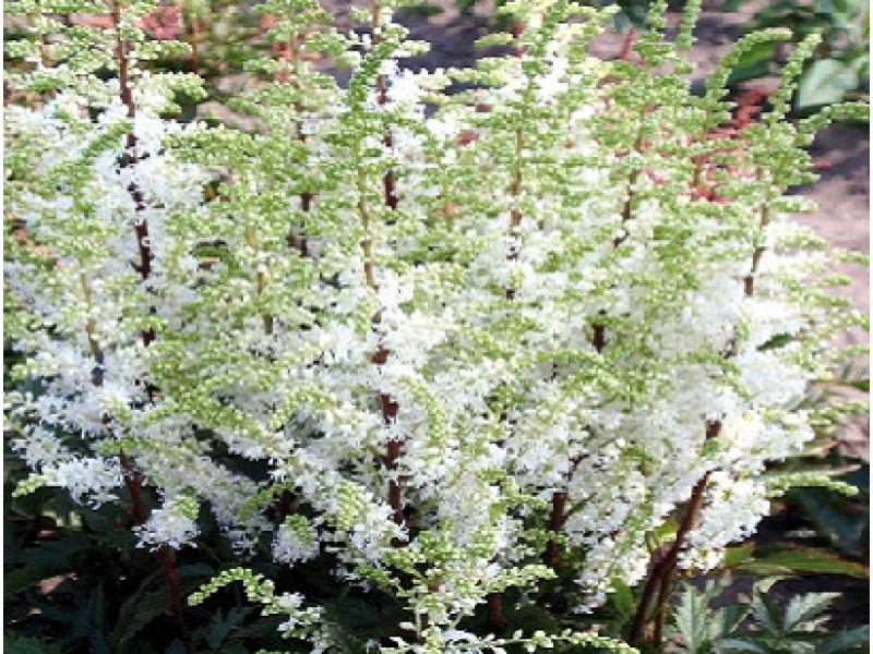 Whiteberry