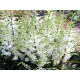 Whiteberry