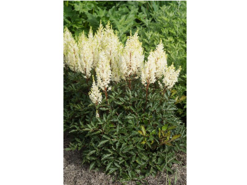 Whiteberry