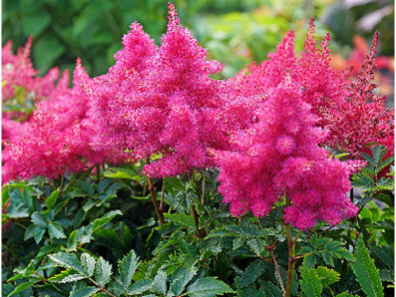 Raspberry