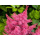 Raspberry