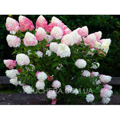 гортензія Pink&Rose