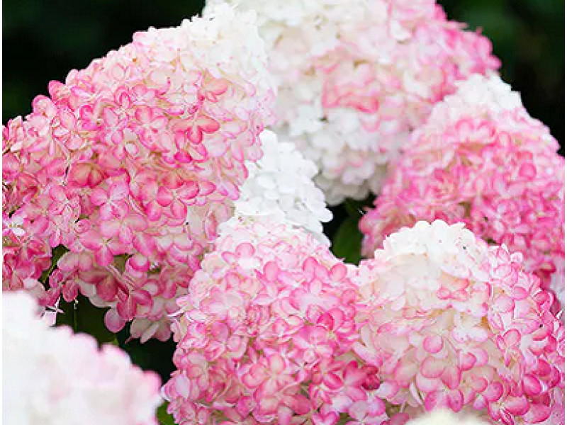 Pink&Rose
