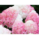 Pink&Rose