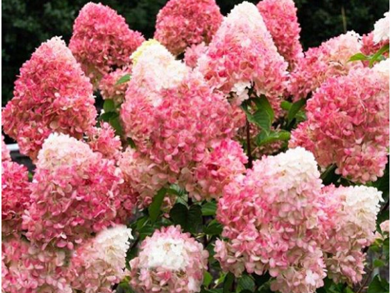 Pink&Rose