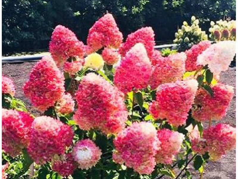 Pink&Rose