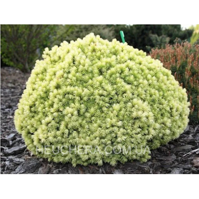Dendrofarma Gold