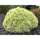 Dendrofarma Gold