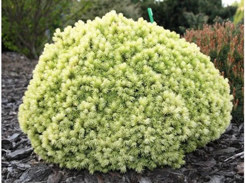 Dendrofarma Gold