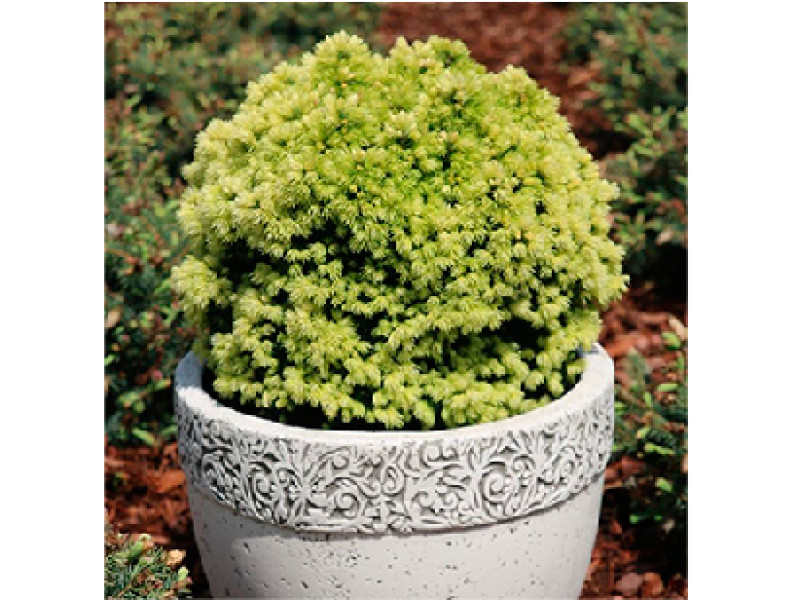 Dendrofarma Gold