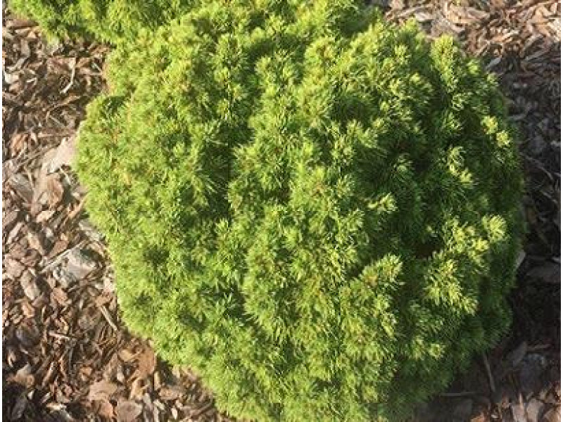 Dendrofarma Gold