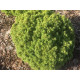 Dendrofarma Gold