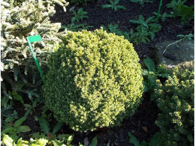 Dendrofarma Gold