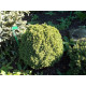 Dendrofarma Gold