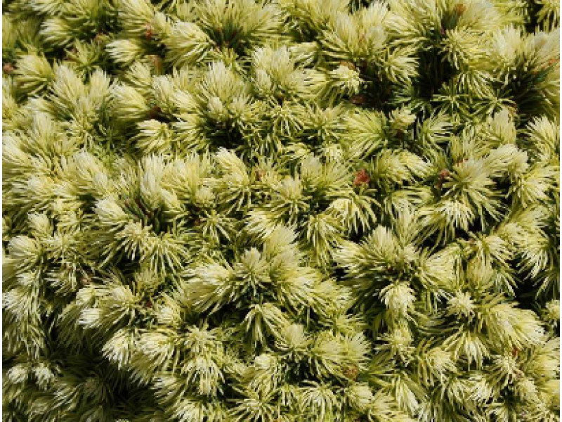 Dendrofarma Gold
