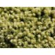 Dendrofarma Gold