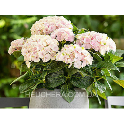 Elegant Rosa