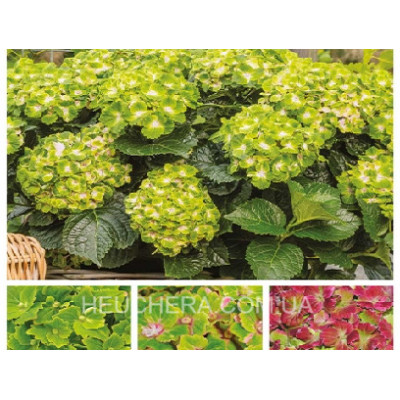 гортензія макрофіла Vibrant Verde