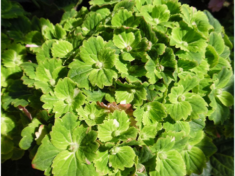 Vibrant Verde