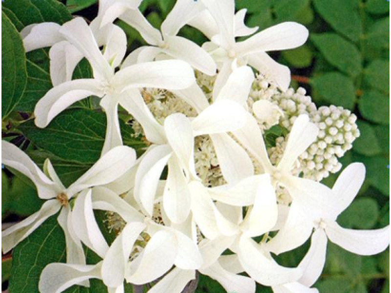 Great Star