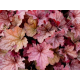 CoralBerry