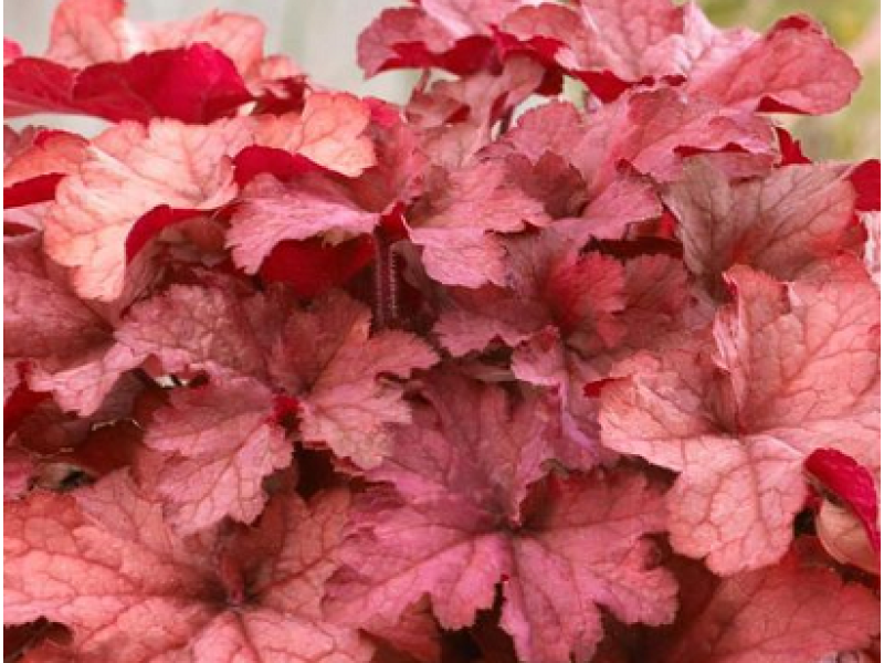 CoralBerry