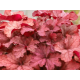 CoralBerry