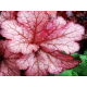 CoralBerry