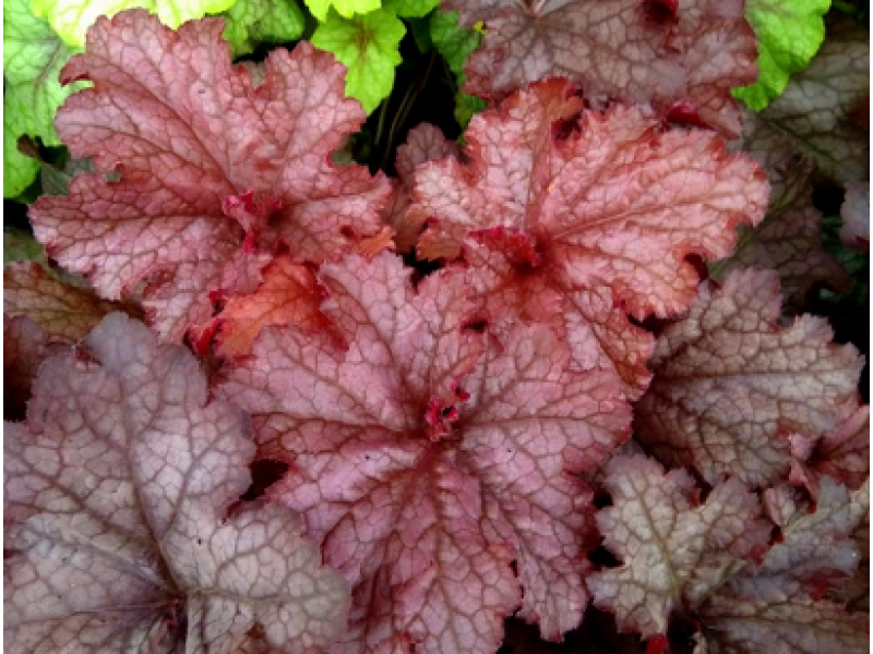 CoralBerry