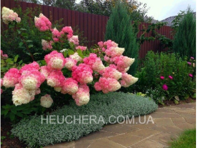 Fraise Melba