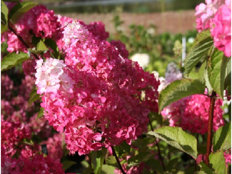 Fraise Melba