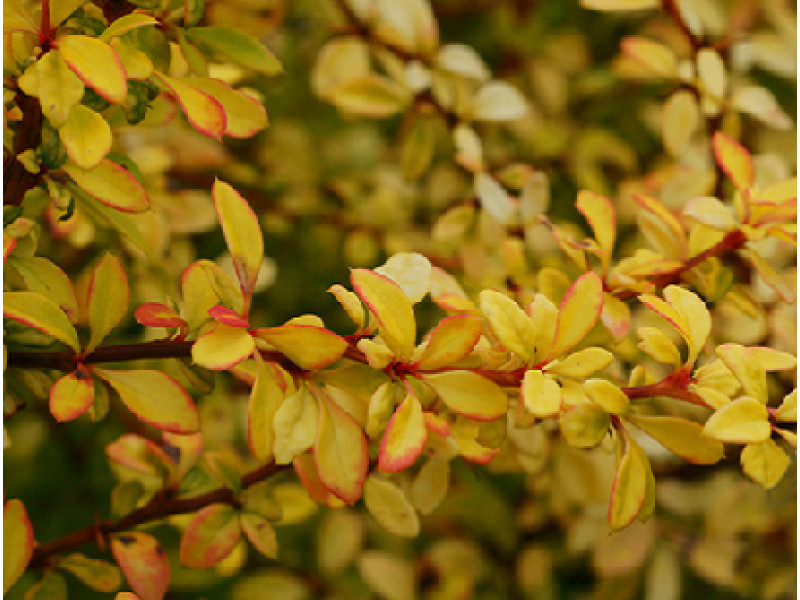 Golden Dream