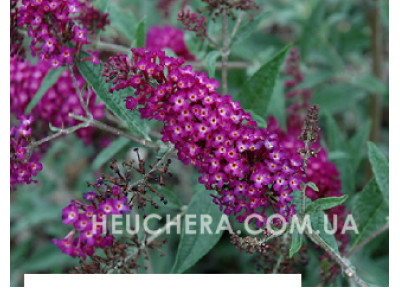 Magenta Munchkin