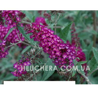 Magenta Munchkin