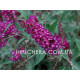 Magenta Munchkin