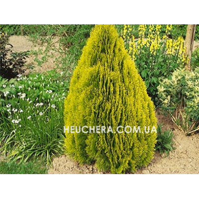 Pyramidalis Aurea