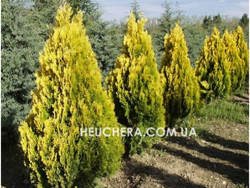Pyramidalis Aurea