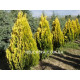 Pyramidalis Aurea