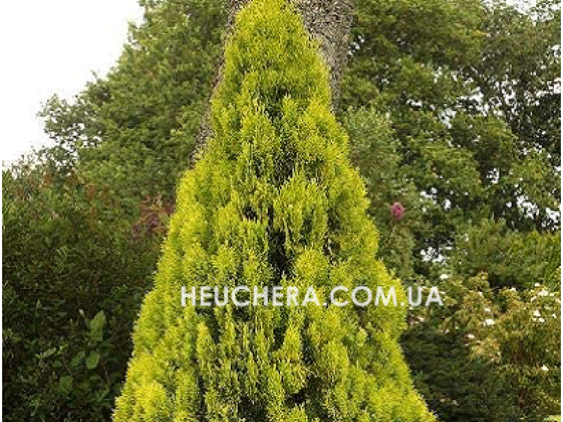 Pyramidalis Aurea