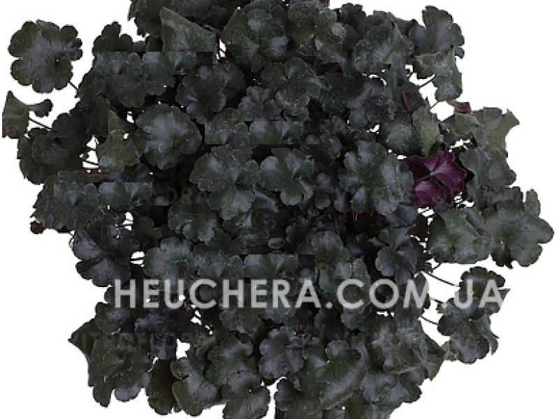 Rockies Black