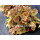 Northern Exposure Sienna