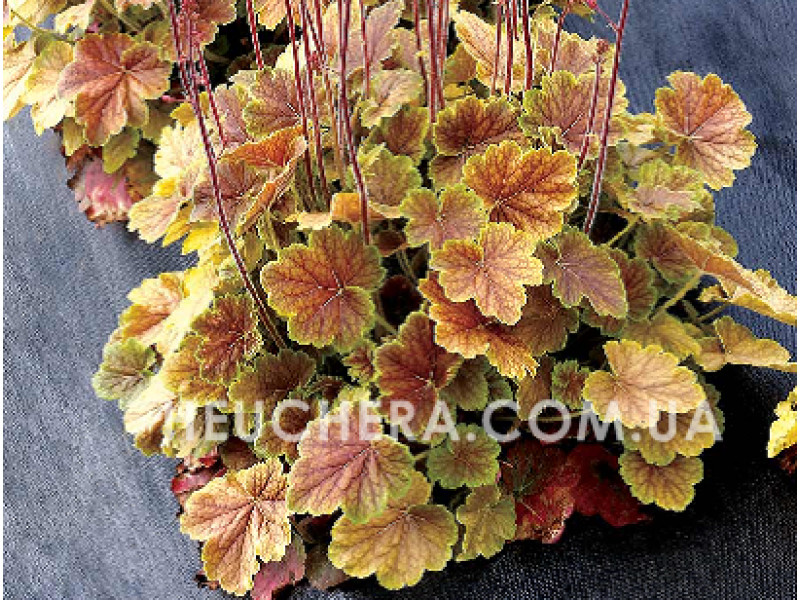 Northern Exposure Sienna