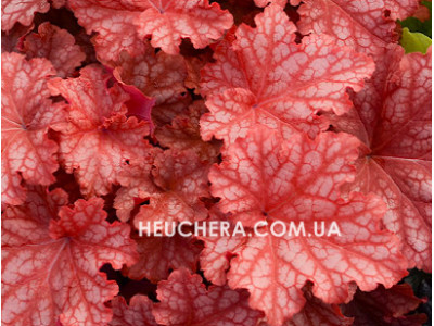 Peachberry Ice