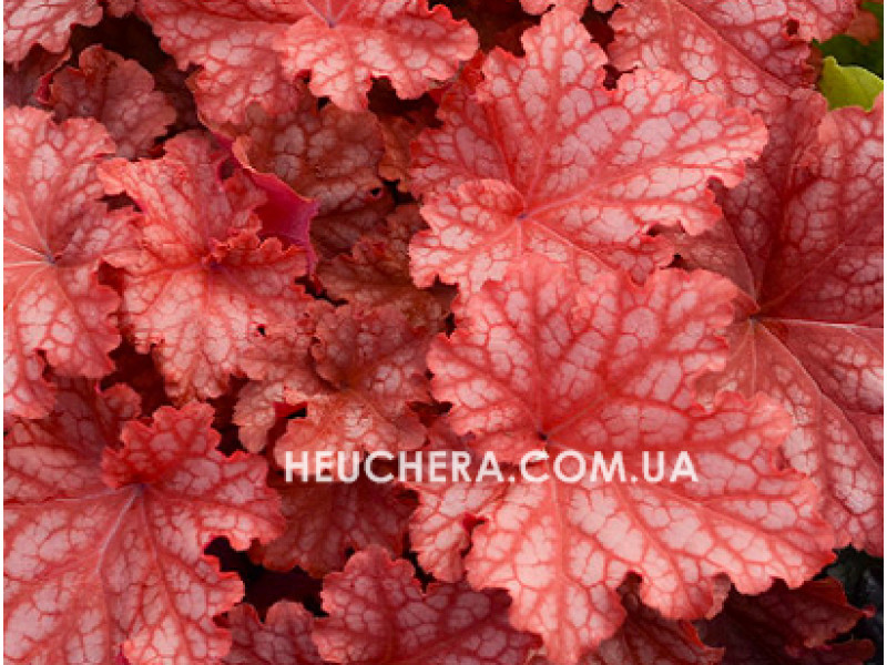 Peachberry Ice