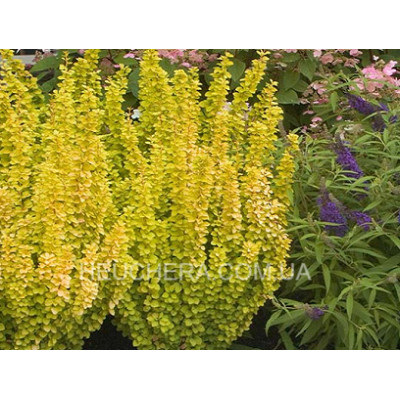барбарис Golden Rod