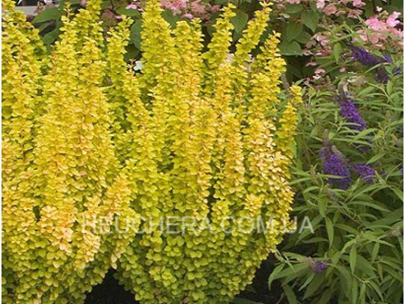 Golden Rod