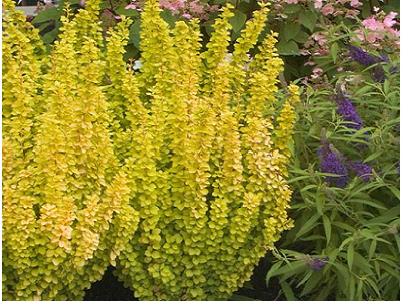 Golden Rod
